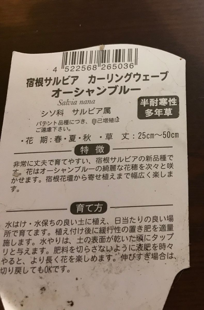 宿根サルビア★カーリングウェーブ 8/16