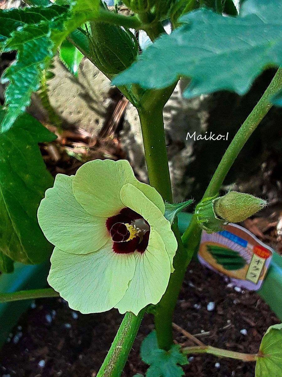 オクラの花が、たくさん咲くのを見てみたい！ ひと苗のオクラ、花が咲いた頃。