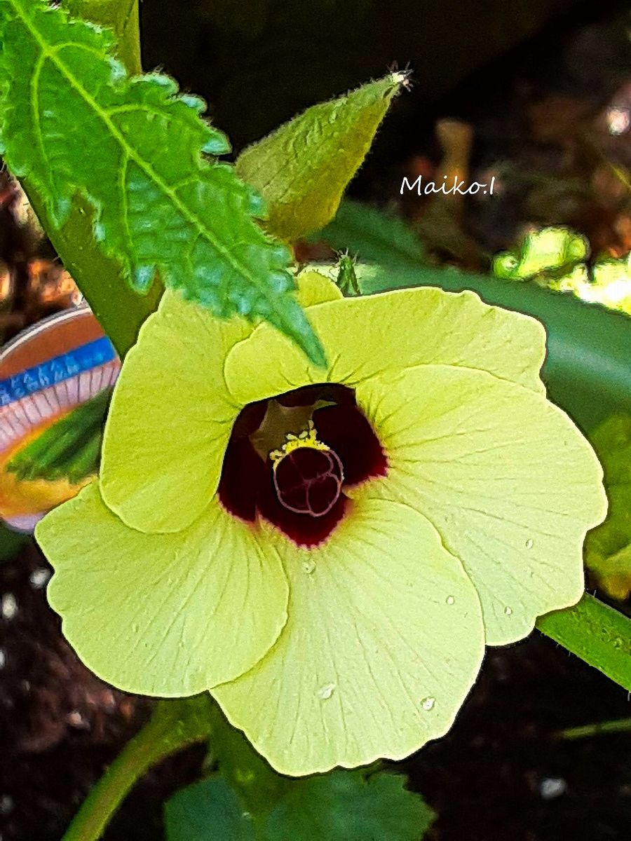 オクラの花が、たくさん咲くのを見てみたい！