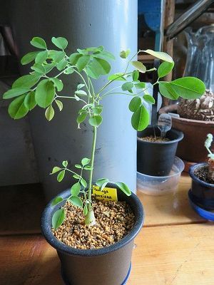 モリンガ・ボルジアナ　実生 塊根植物？