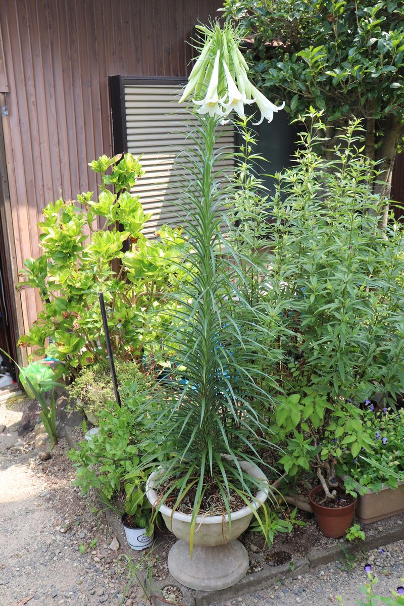 新テッポウユリの開花状況 花の大きさなど