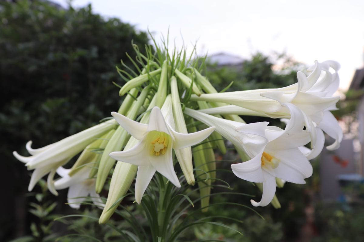 新テッポウユリの開花状況 8/月23日