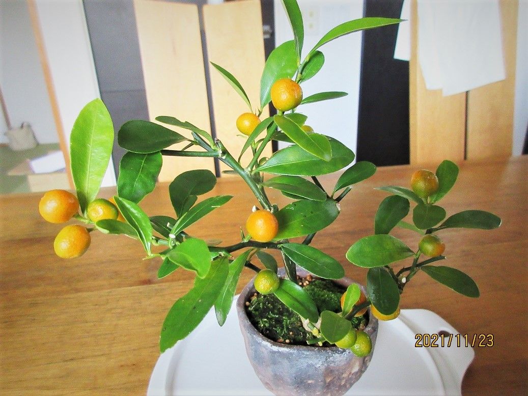 キンズ（豆金柑）の小盆栽づくり 2021年11月～12月　食卓上の１品