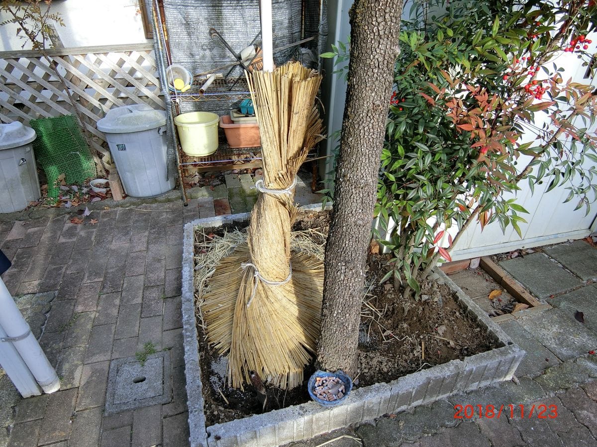 シャインマスカットの移植記録 移植完了