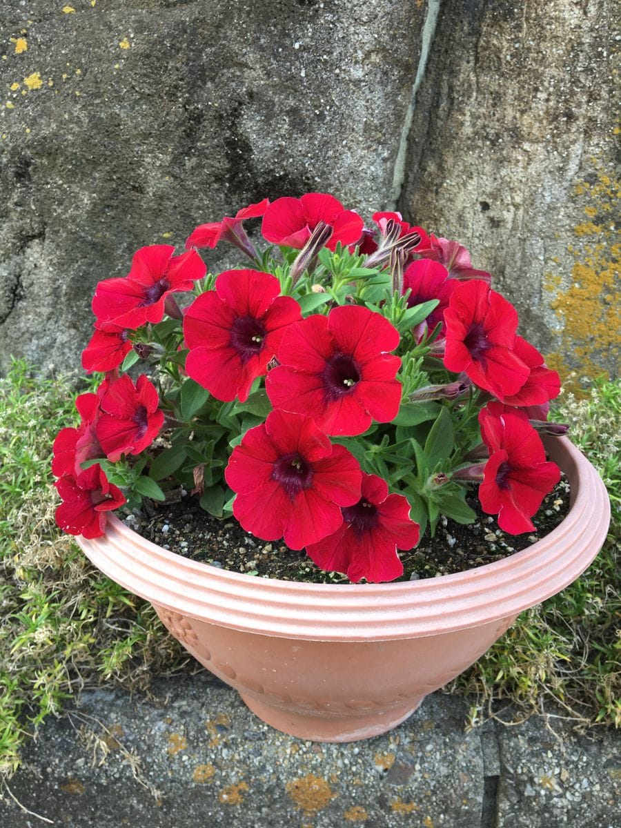 サフィニアの挿し芽から大輪の花を咲かせました。 花が咲きました