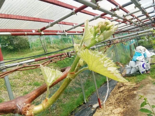 大粒ブドウの栽培 今年最初の花芽