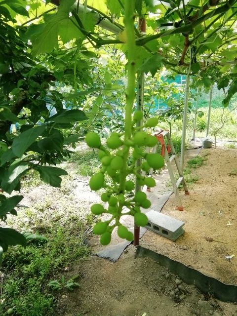 大粒ブドウの栽培 紅伊豆のジベレリン処理終了