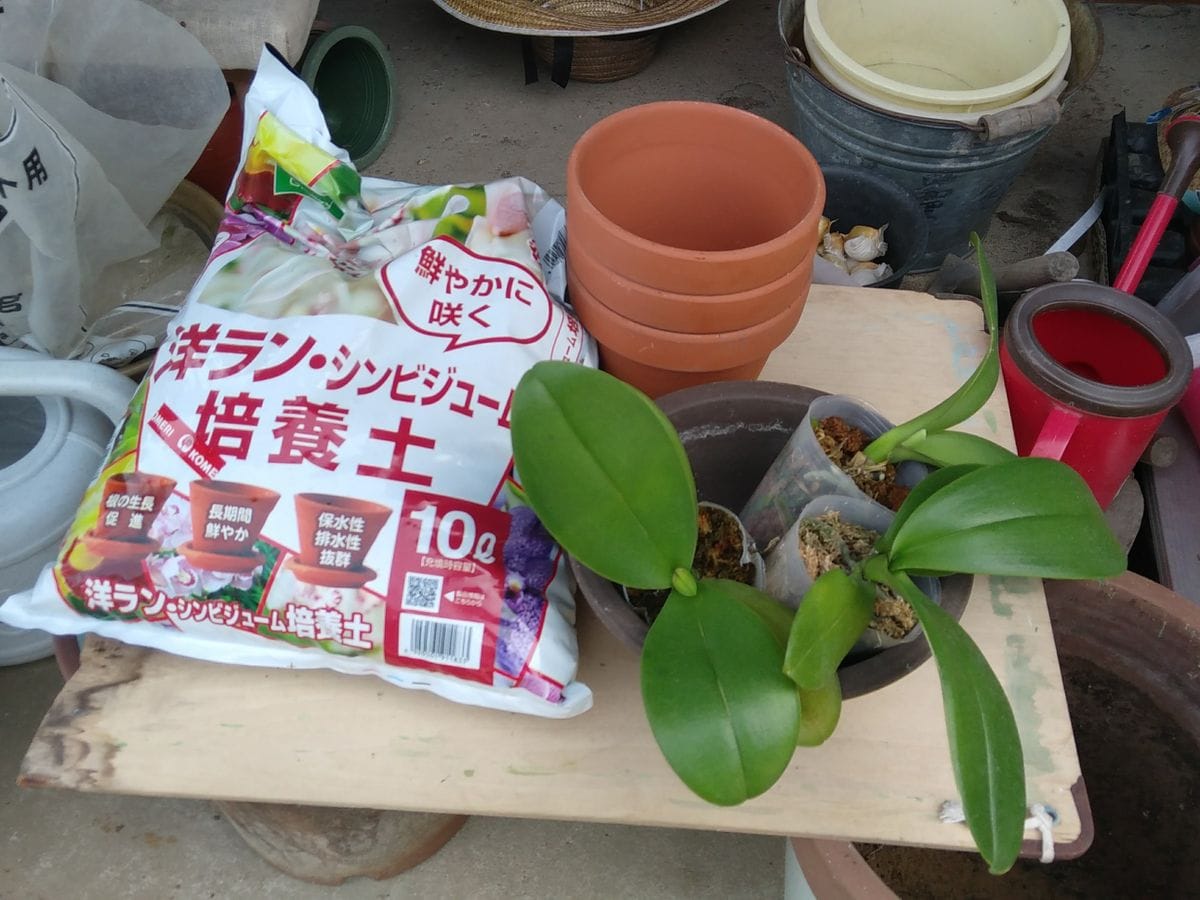 初めての栽培(コチョウランの花を咲かせることが出来るのか🤔) ３本有りました❗