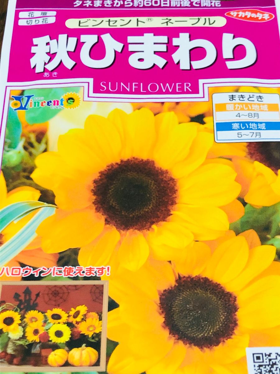 ハロウィーン🎃に素敵なヒマワリを咲かせる２０２０🎵