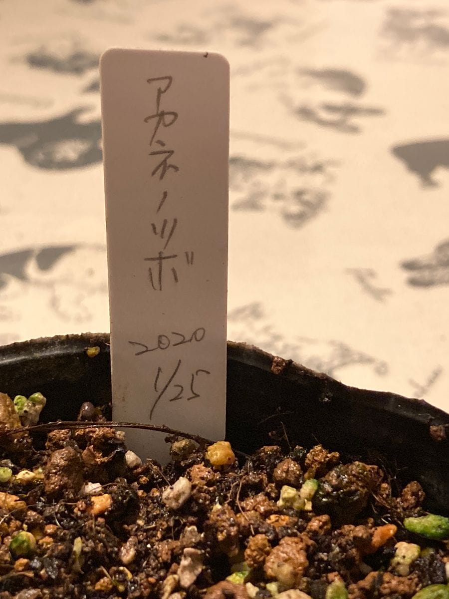 種蒔 1月25日種子蒔き