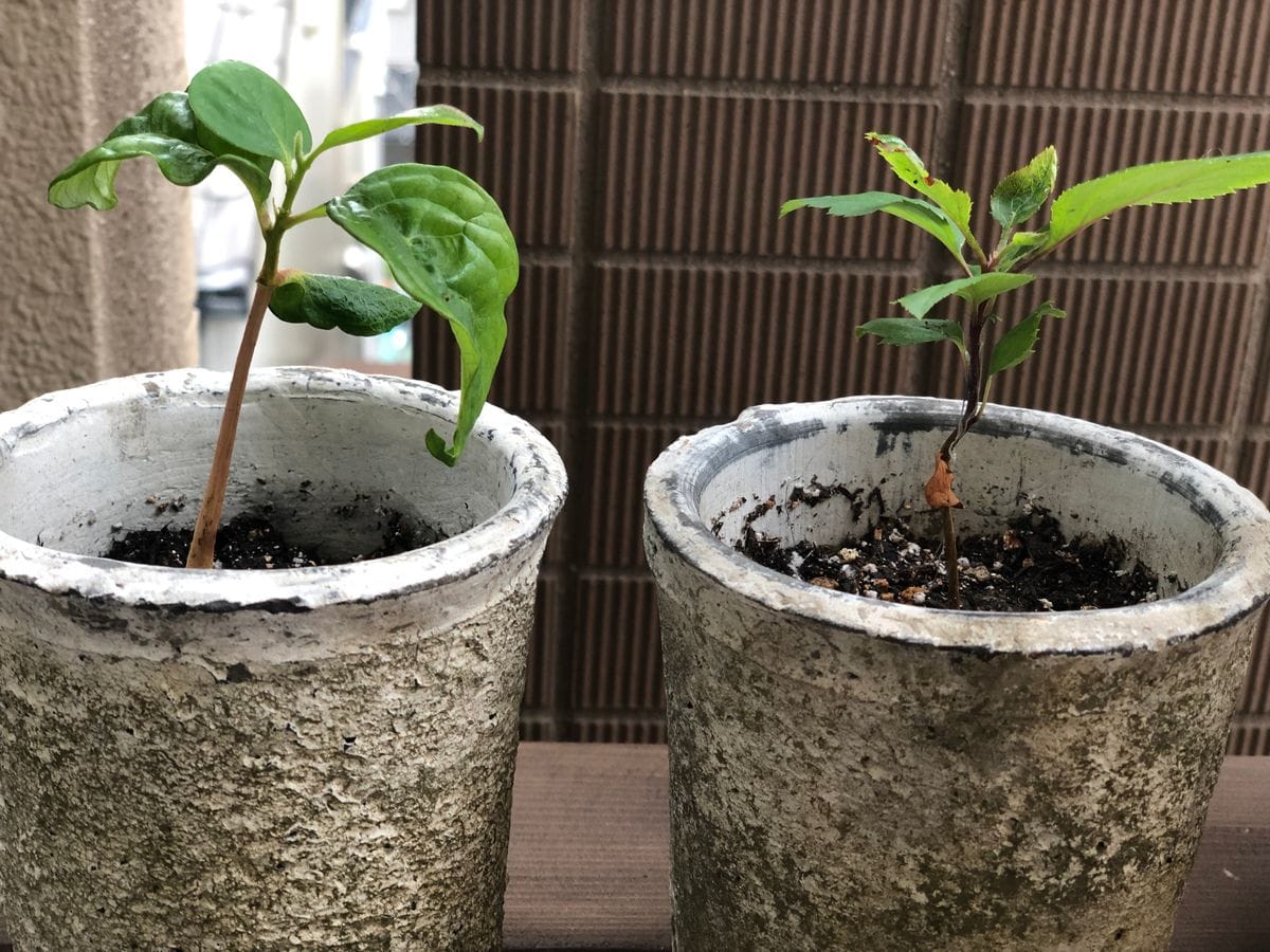 種からリンゴ(ちょっとした盆栽サイズ)を育てたい 鉢の植え替え