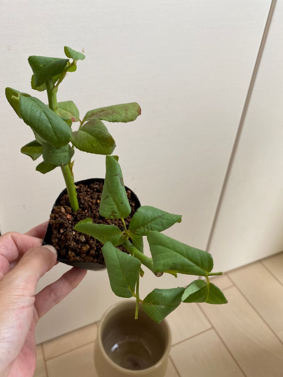 ナエマを挿し木。→1ヶ月で枯れてしまいました。 赤玉土に植えたところ。