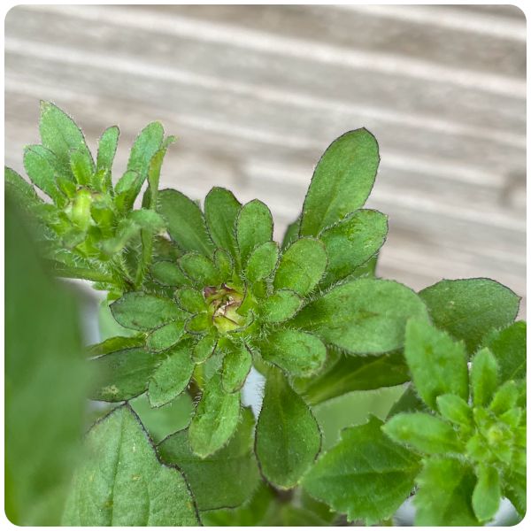 2020年秋まき　初めてのアスター🌼 蕾(05/08)