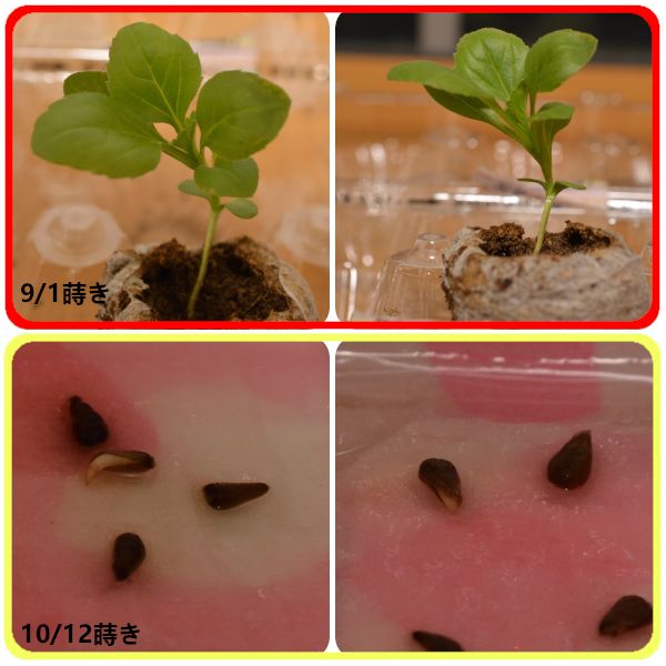 2020年秋まき　初めてのアスター🌼 生長の様子(10/16)