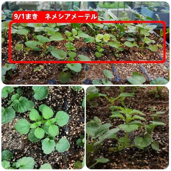 【完】2020年秋まき　ネメシアメーテル(自家採種)は育ってくれるかな🌼 今日の様子(10/15)