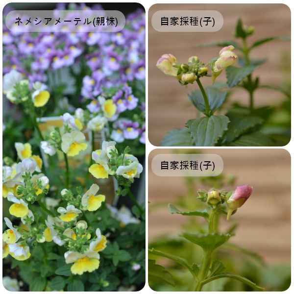 【完】2020年秋まき　ネメシアメーテル(自家採種)は育ってくれるかな🌼 開花が始まりました(01/04)