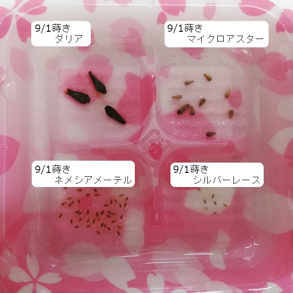 【完】2020年秋まき　ネメシアメーテル(自家採種)は育ってくれるかな🌼 催芽蒔きスタート(09/01)