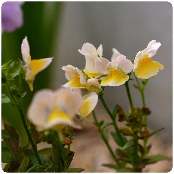 【完】2020年秋まき　ネメシアメーテル(自家採種)は育ってくれるかな🌼 開花(04/05)