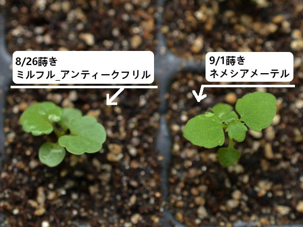 【完】2020年秋まき　ネメシアメーテル(自家採種)は育ってくれるかな🌼 生長が早い🌱(09/26)