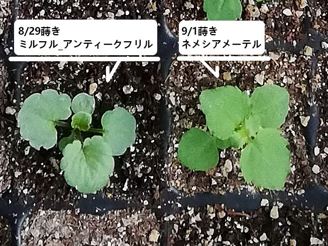 【完】2020年秋まき　ネメシアメーテル(自家採種)は育ってくれるかな🌼 大きくなりました🌿✨(10/04)