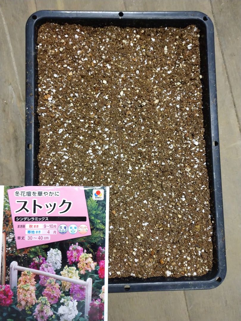 ストックの種蒔きをプロから伝授 種蒔完了