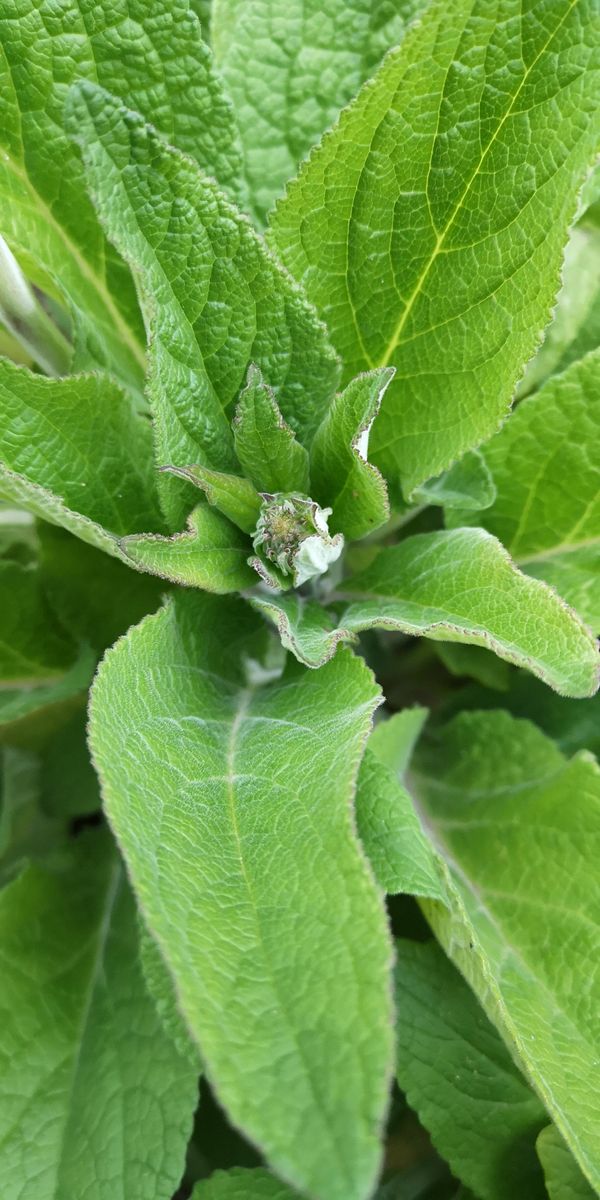 はじめてのジギタリス栽培① 花芽が上がってきたようです