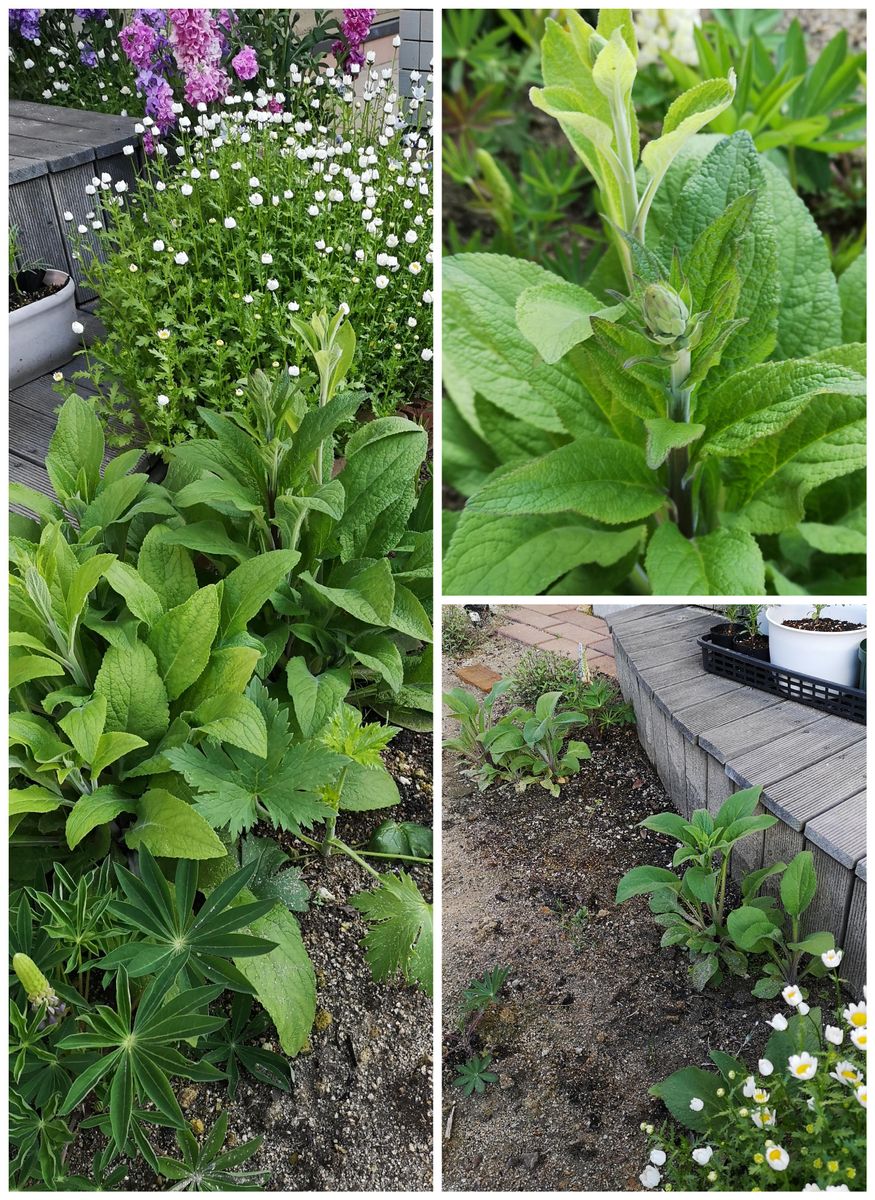 はじめてのジギタリス栽培① 花芽が伸びてきています