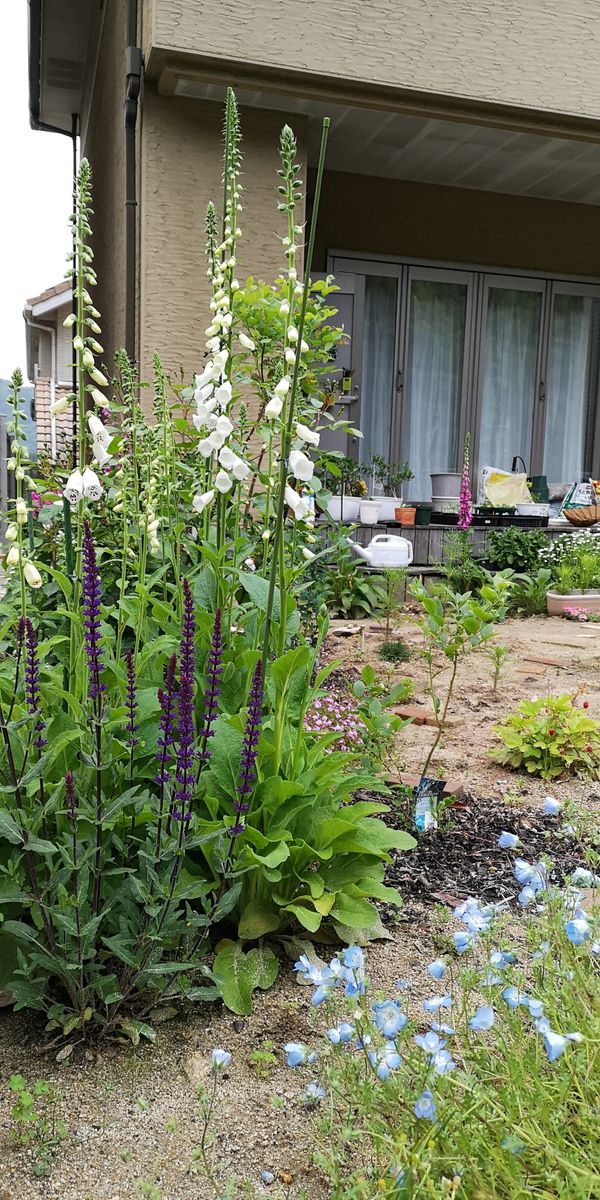 はじめてのジギタリス栽培① 白ジギタリスも花が増えてきています