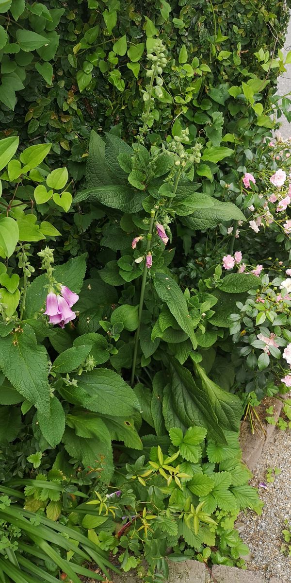 はじめてのジギタリス栽培① 4番花壇のジギタリス　その後