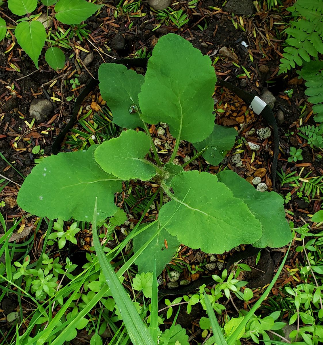 自家採取した種子で秋蒔翌年開花、種子取りまでを目指します。 7月13日 順調に育ってます🌱