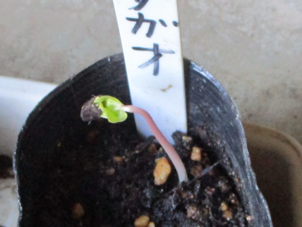 アサガオの種２粒 ８月１１日　１粒発芽確認