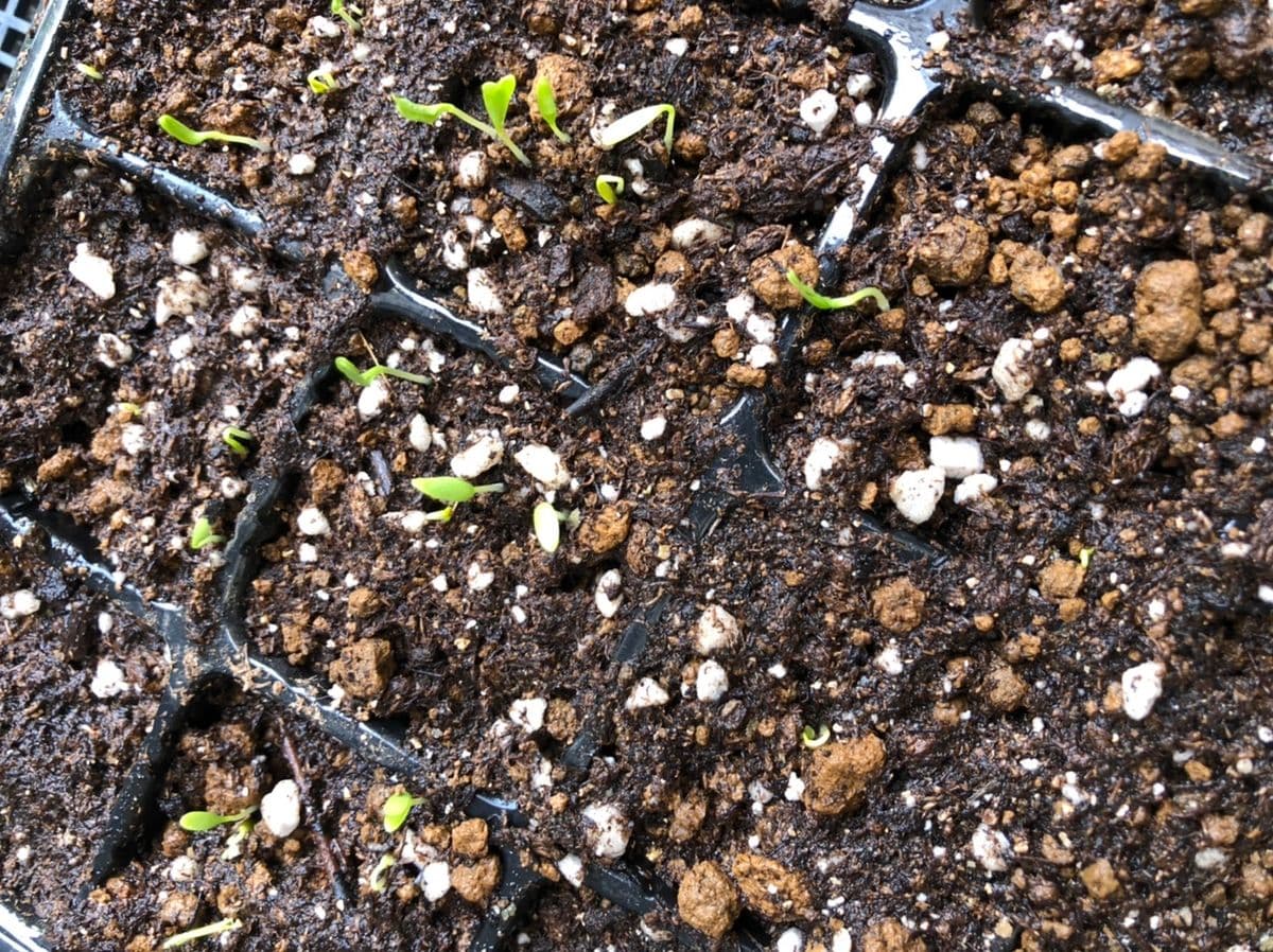 初めての花の種まきはニゲラ 発芽🌱2020/09/22