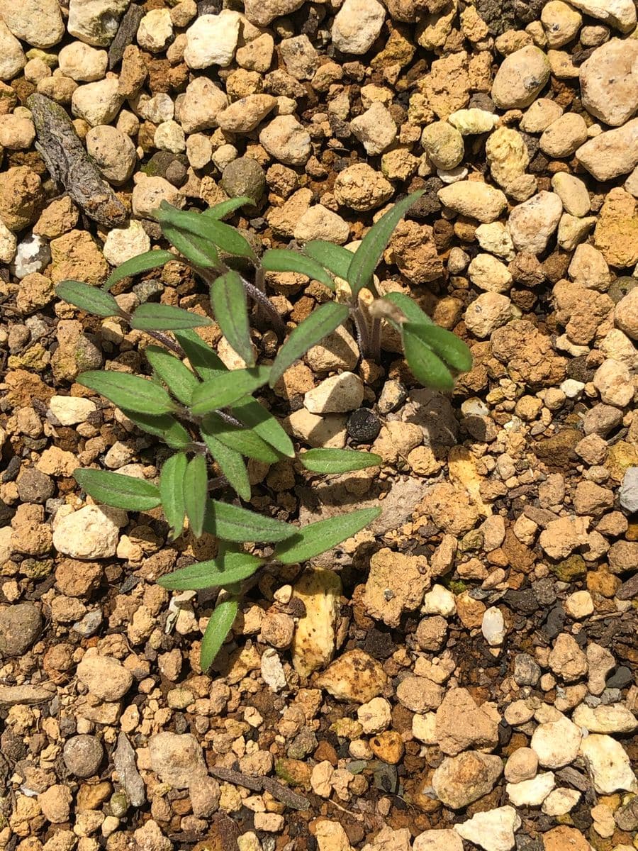 ミニトマトの食べ放題を夢見て 芽が出た