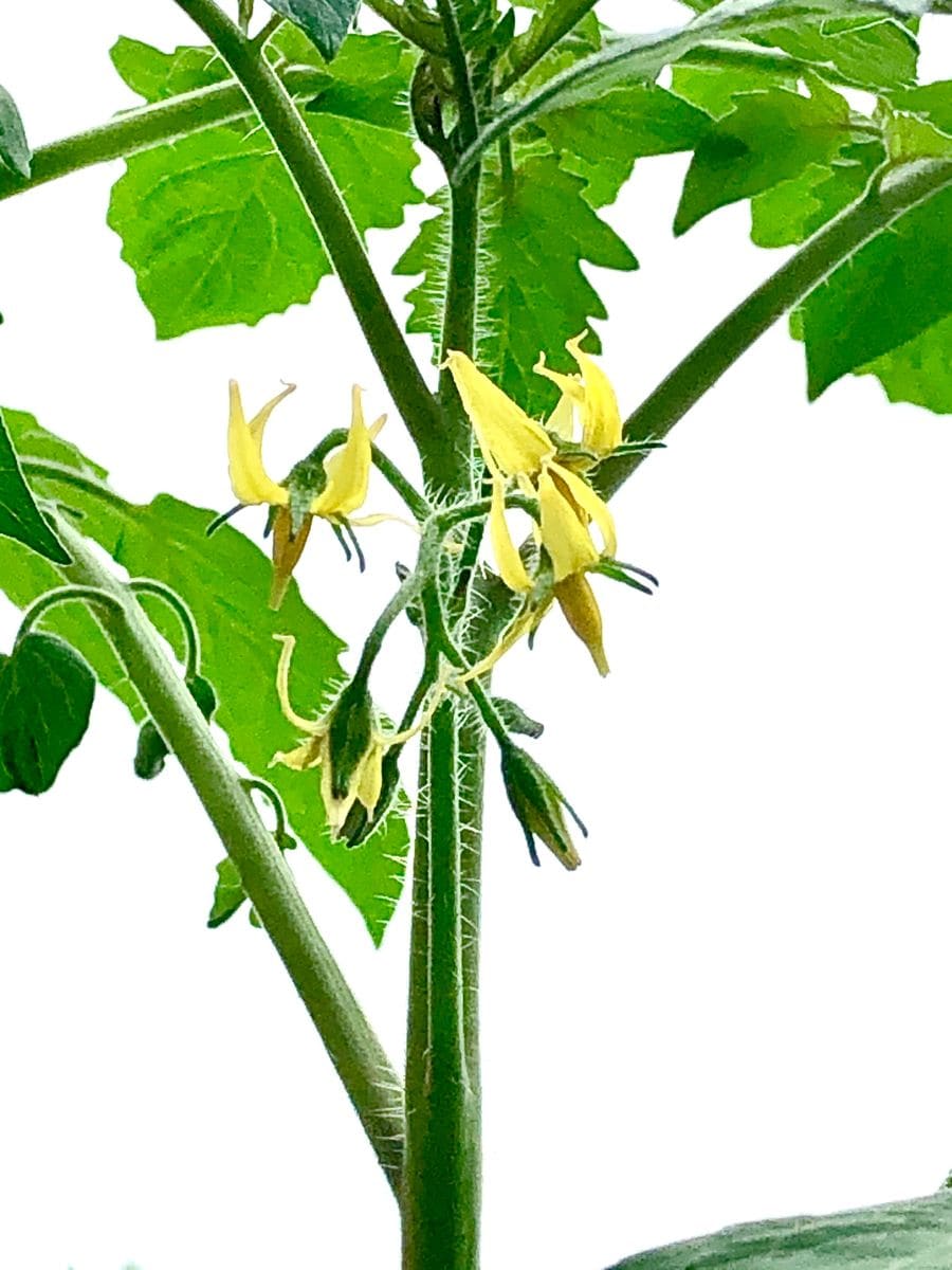 ミニトマトの食べ放題を夢見て 花が咲いた