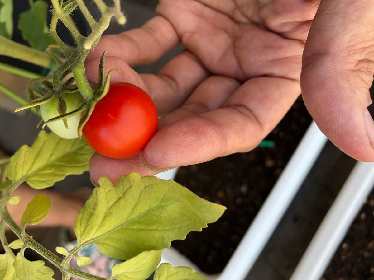 ミニトマトの食べ放題を夢見て 初収穫