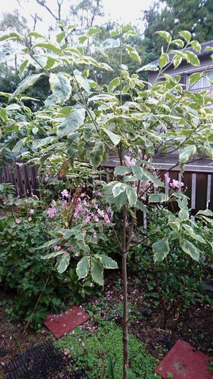 “ハナミズキ”の花が咲くまで 成長過程