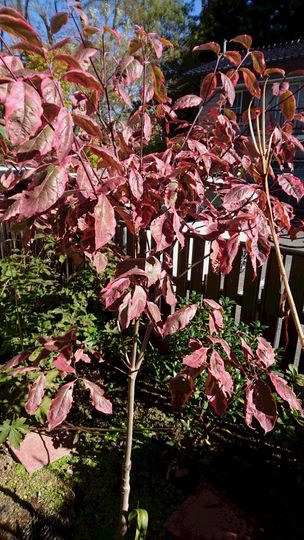 “ハナミズキ”の花が咲くまで 紅葉！