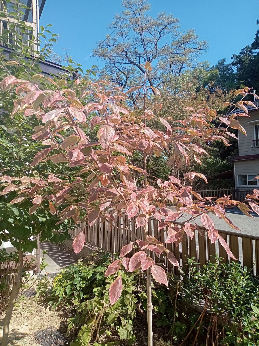 “ハナミズキ”の花が咲くまで 小春日和