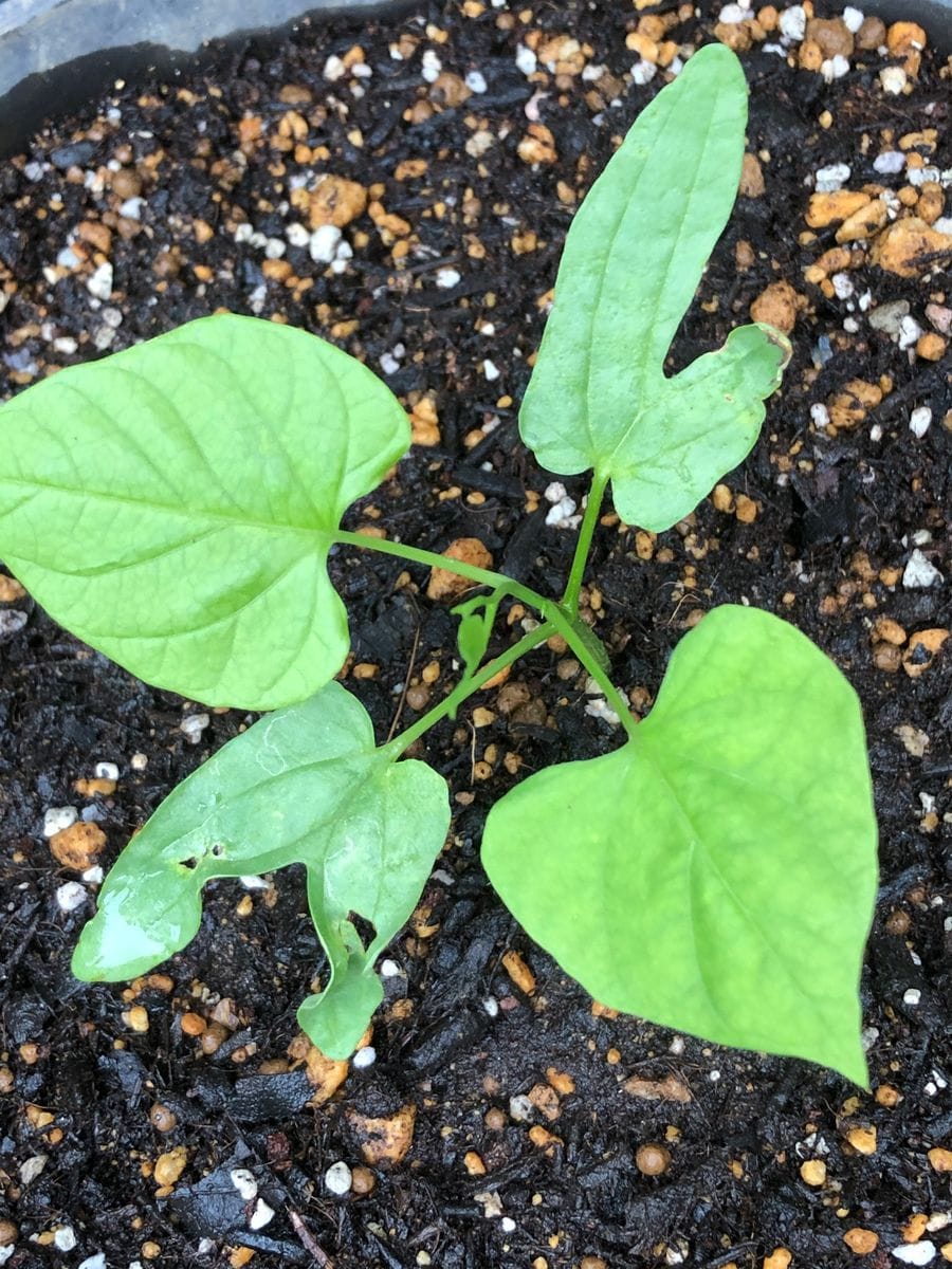 花色に惹かれはじめての西洋朝顔    本葉は綺麗に出てきました 🌱