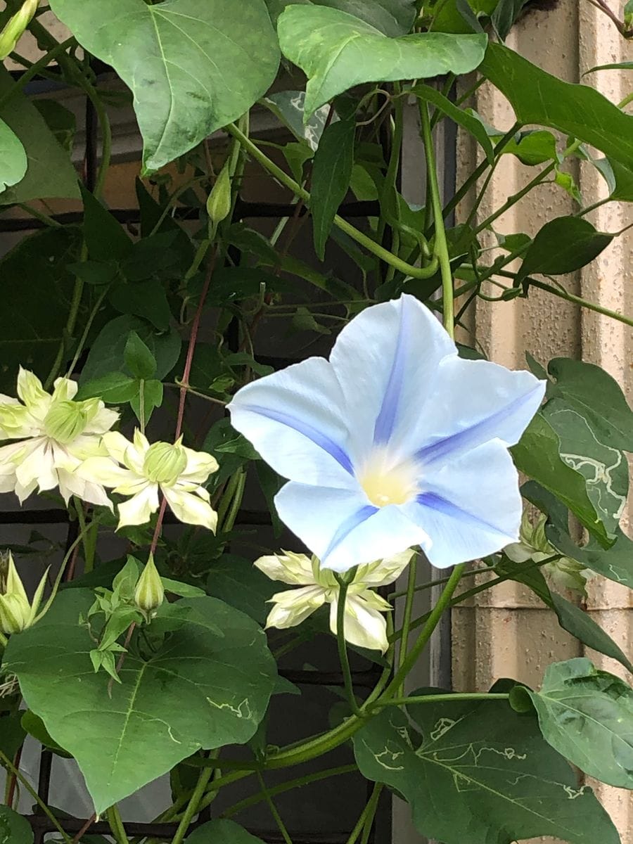 花色に惹かれはじめての西洋朝顔    9月18日 咲きました〜