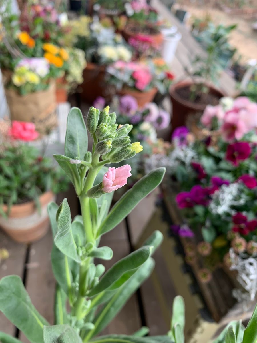 🔰初めての種蒔き♫ストック 開花宣言🌸٩(｡˃ ᵕ ˂ )و