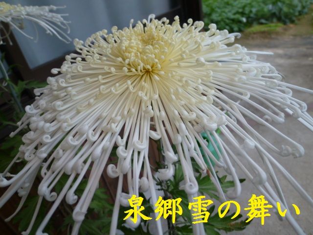 大菊作り 泉郷雪の舞い