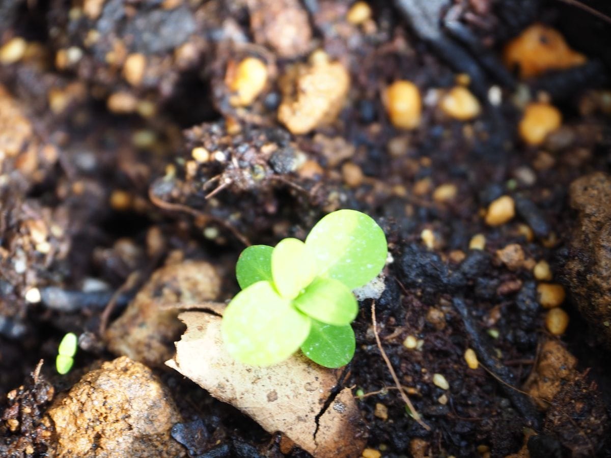 キンシバイ（弟切草）をタネと挿し芽で育てる ポリポットにあげました