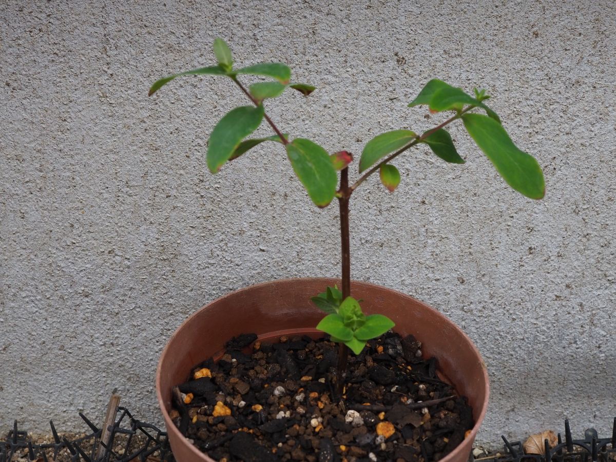 キンシバイ（弟切草）をタネと挿し芽で育てる 挿し木からのものも鉢上げ