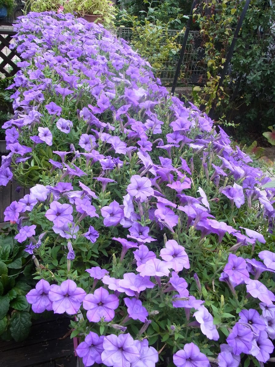 香るペチュニアを花いっぱいに 【9月17日】秋も満開