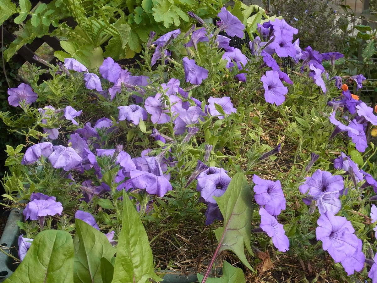 香るペチュニアを花いっぱいに 【11月26日】オマケのオマケ