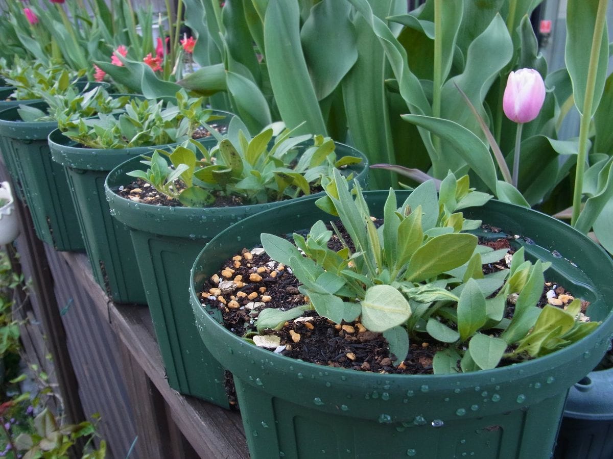 香るペチュニアを花いっぱいに 【4月10日】仮植え