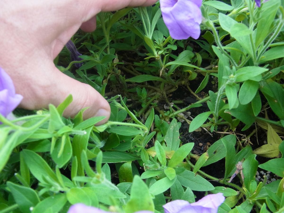 香るペチュニアを花いっぱいに 【8月1日】株元を確認