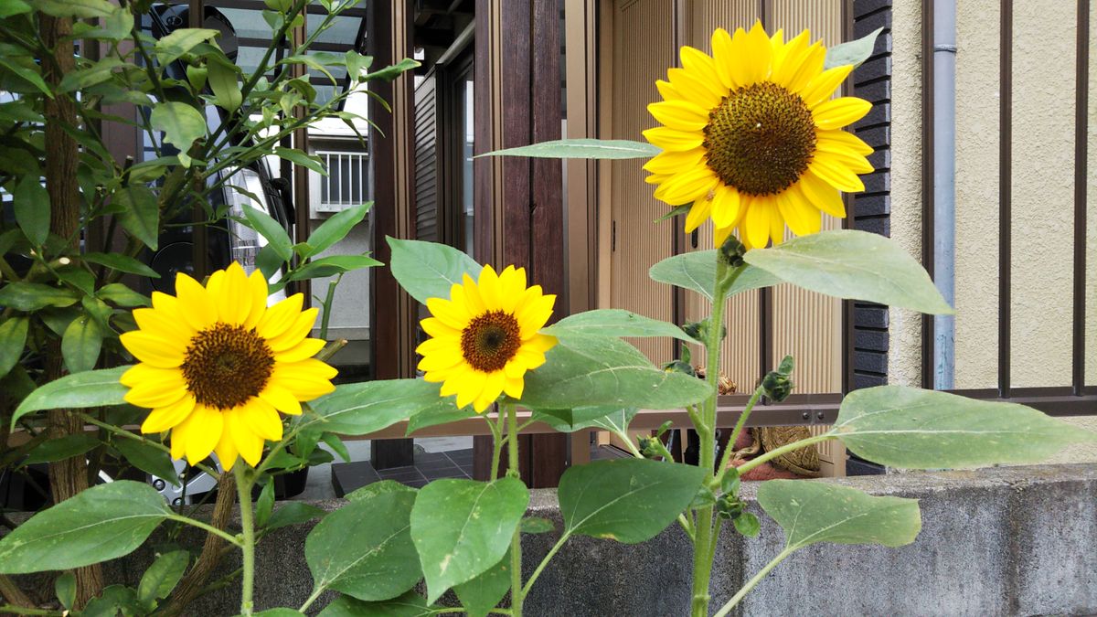 ひまわり🌻のサニーちゃん