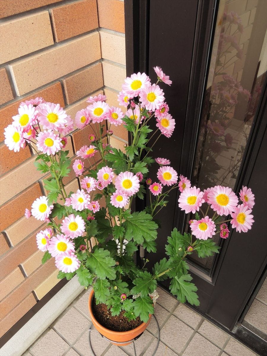 寒咲き変わり菊　プランタン 玄関の外を飾る